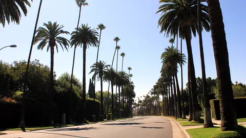 A sunlit Los Angeles street lined with palm trees.